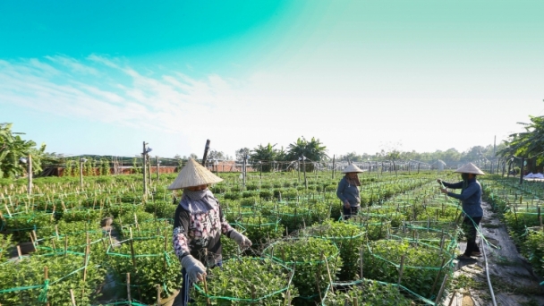  Nông dân Đà Nẵng lao đao vì hoa cúc vàng vụ Tết hư hại sau mưa